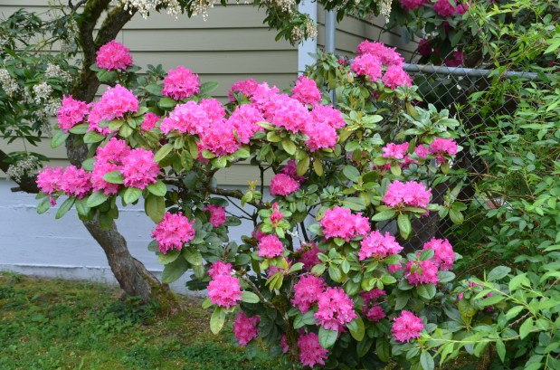 rhoddies and soup 010