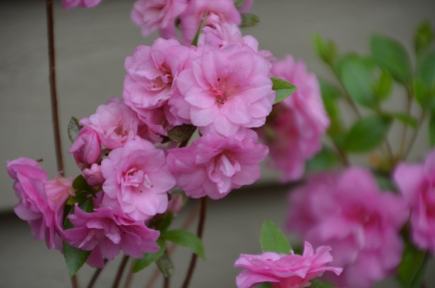 rhoddies and soup 017