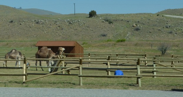 yellowstone day one 039