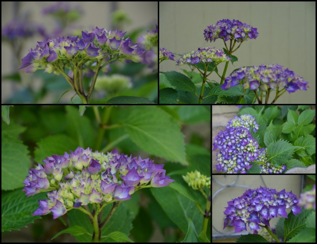 2016-06-18 yard-flowers