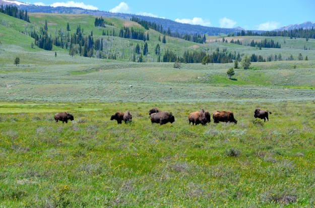 yellowstone day one 103