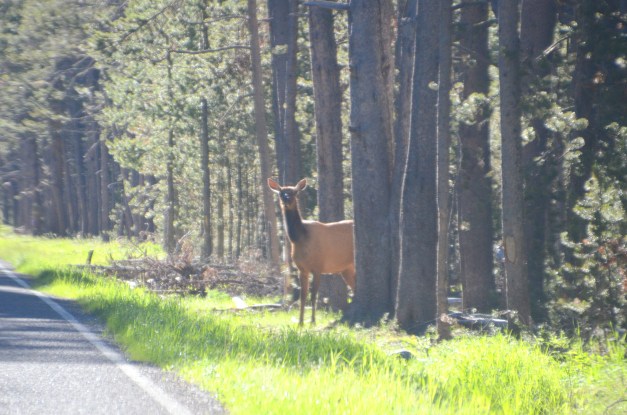 yosemite to Cody 021