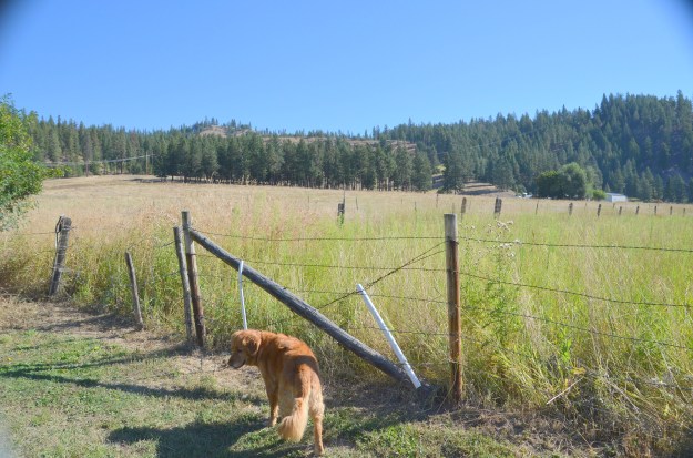 artsy fartsy country 006