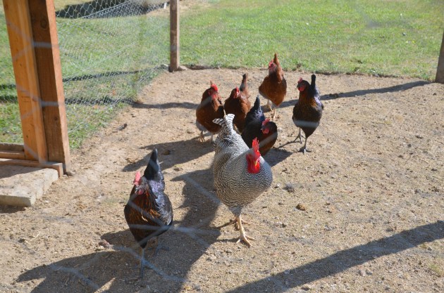 artsy fartsy country 016