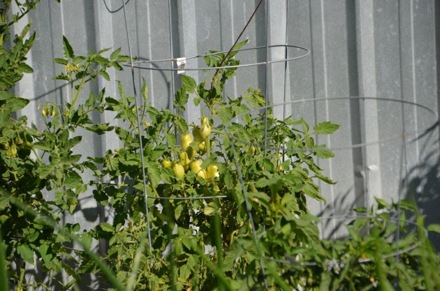 artsy fartsy country 019