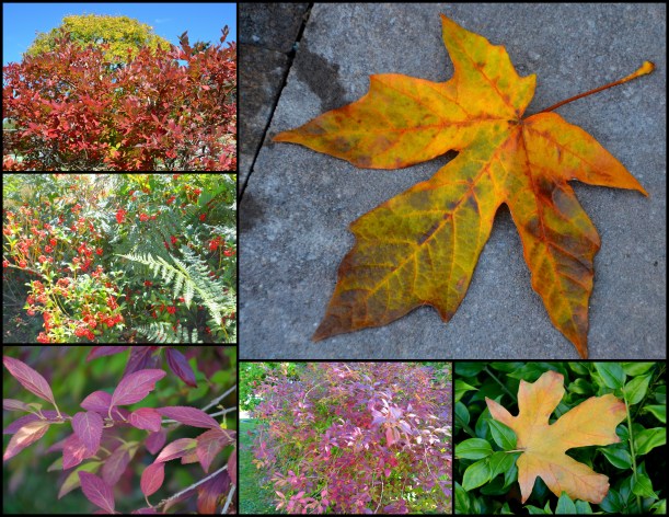 2016-09-20-signs-of-fall1