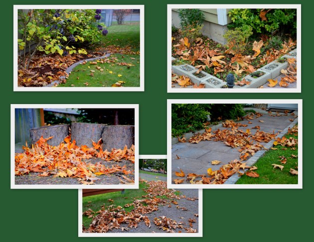 2016-10-24-fallin-leaves