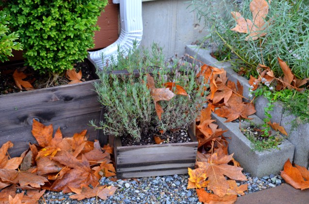 fall-pumpkin-cake-016