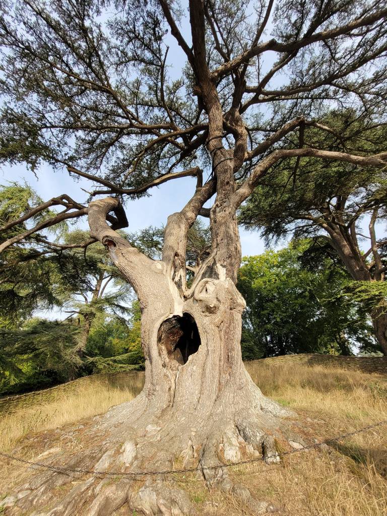 The Harry Potter Tree | The Happy Wonderer ~ ellen b.