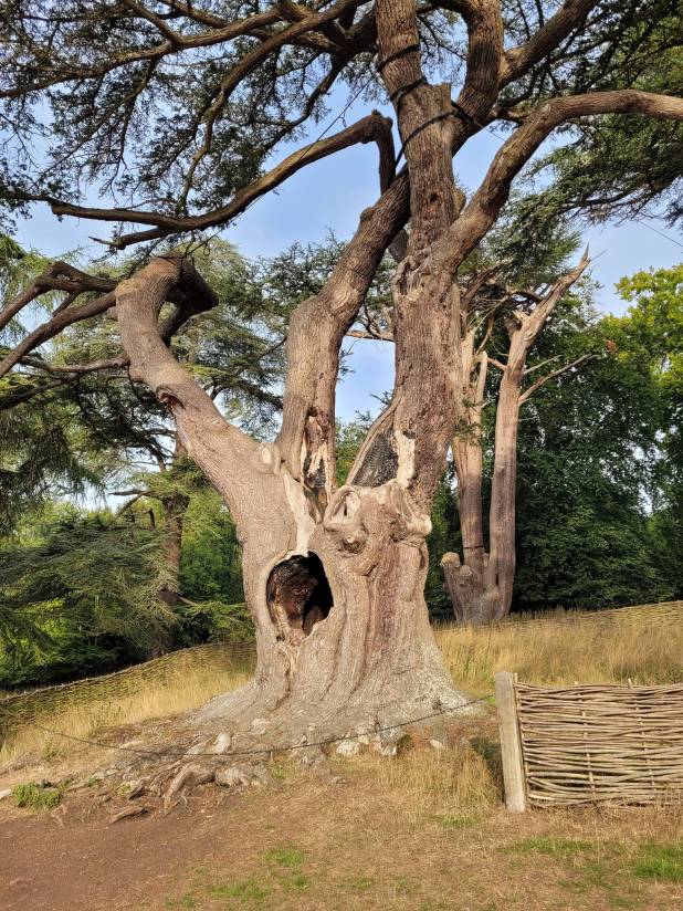 The Harry Potter Tree | The Happy Wonderer ~ ellen b.